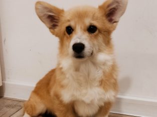 Pembroke Welsh Corgi puppies