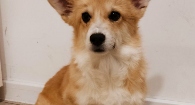 Pembroke Welsh Corgi puppies