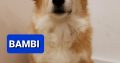 Pembroke Welsh Corgi puppies