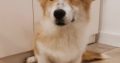 Pembroke Welsh Corgi puppies