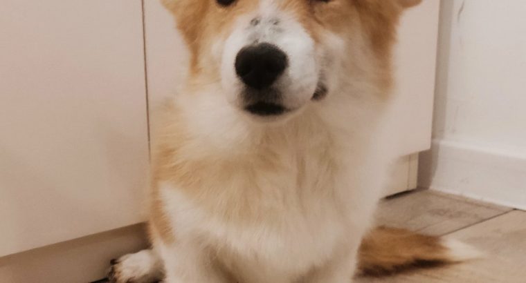 Pembroke Welsh Corgi puppies