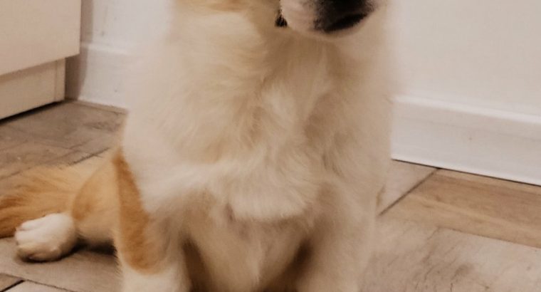 Pembroke Welsh Corgi puppies