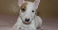 Mini Bull Terrier puppies