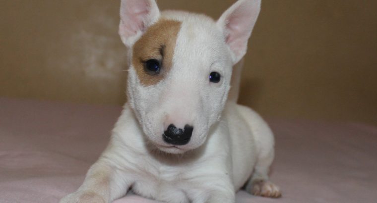 Mini Bull Terrier puppies