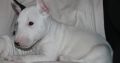 Mini Bull Terrier puppies