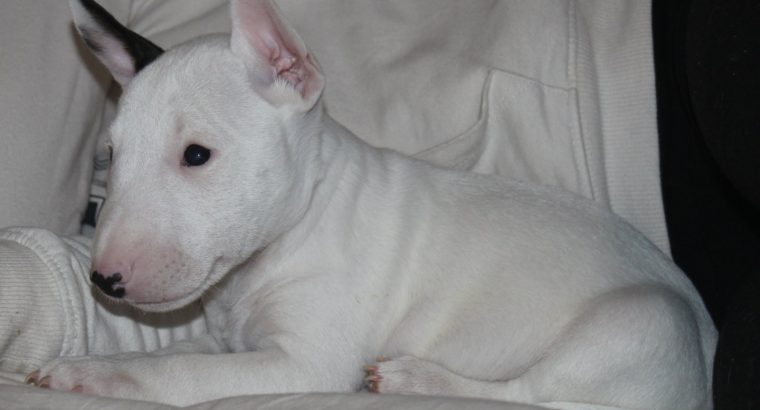 Mini Bull Terrier puppies