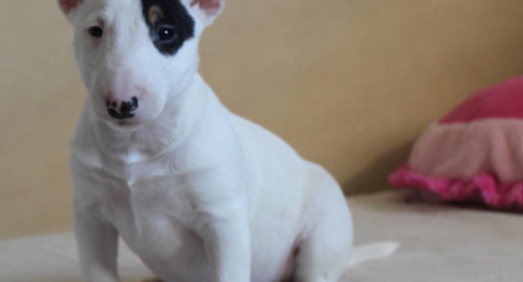 Mini Bull Terrier puppies