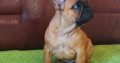 French Bulldog puppies for sale
