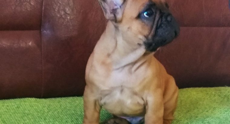 French Bulldog puppies for sale