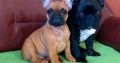 French Bulldog puppies for sale