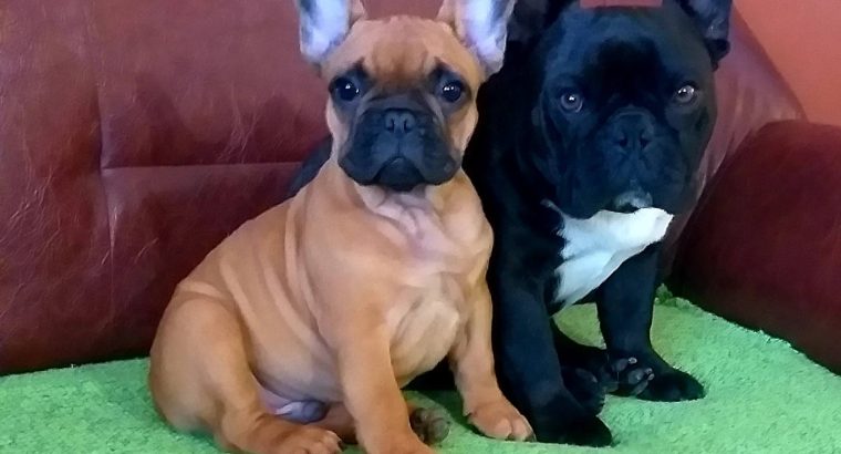 French Bulldog puppies for sale