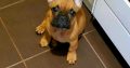 French Bulldog puppies for sale