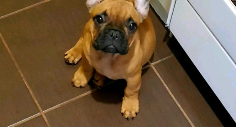 French Bulldog puppies for sale