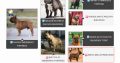 French Bulldog puppies for sale