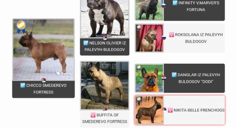 French Bulldog puppies for sale