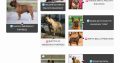 French Bulldog puppies for sale