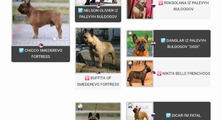 French Bulldog puppies for sale
