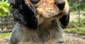 English Cocker Spaniel puppies