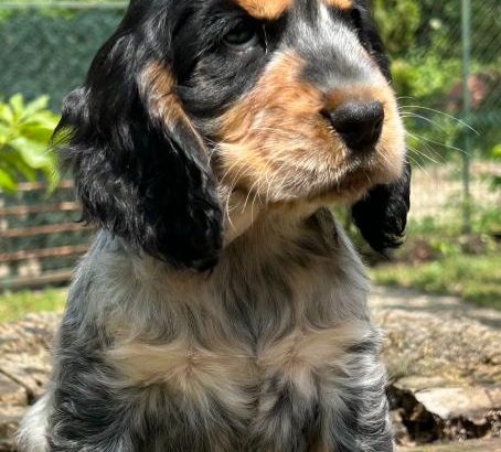 English Cocker Spaniel puppies