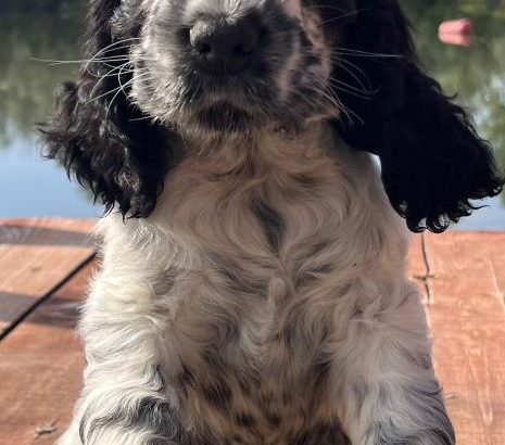English Cocker Spaniel puppies