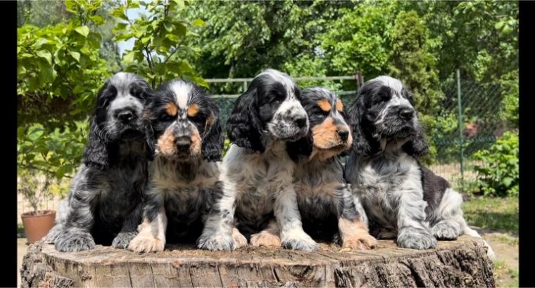 English Cocker Spaniel puppies