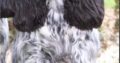 English Cocker Spaniel puppies