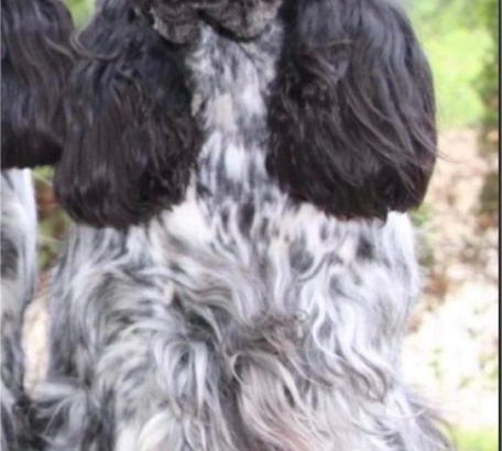 English Cocker Spaniel puppies