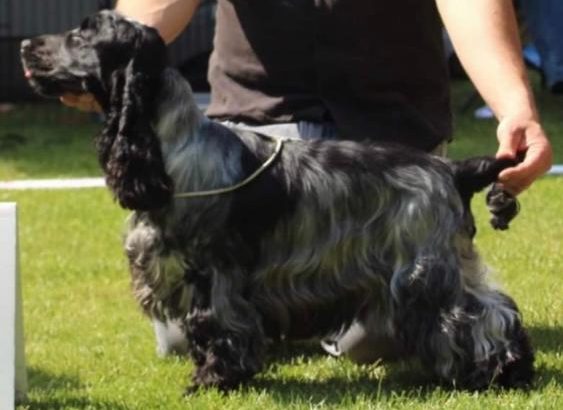 English Cocker Spaniel puppies