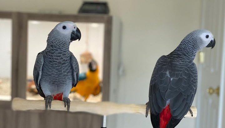 Talking African Grey Parrots for sale