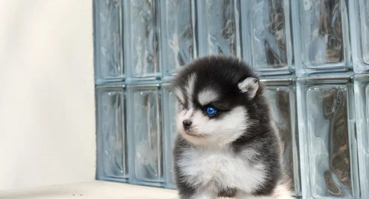 Pomsky Puppies Available
