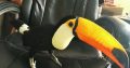 Toco Toucan birds available for sale.