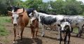 Nguni cattle for sale