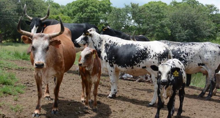 Nguni cattle for sale