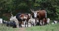 Nguni cattle for sale