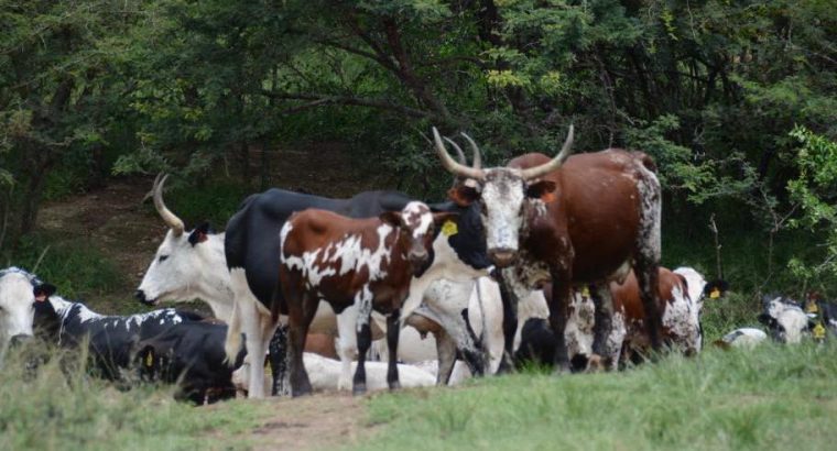 Nguni cattle for sale