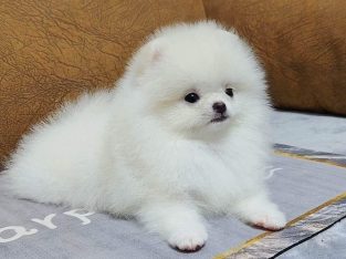 Pomeranian puppies available for sale