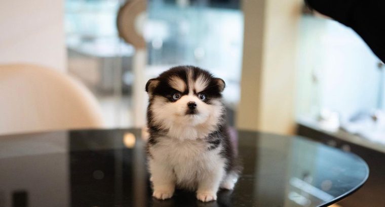Pomsky Puppies Available