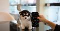 Pomsky Puppies Available