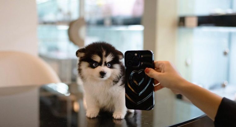 Pomsky Puppies Available