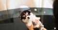 Pomsky Puppies Available