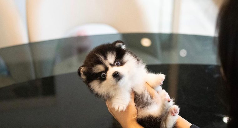 Pomsky Puppies Available