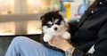 Pomsky Puppies Available