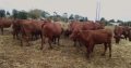 Bonsmara Cattle For Sale