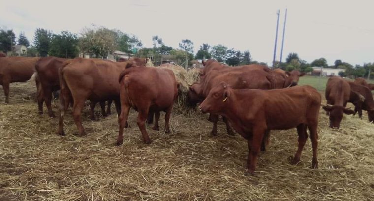 Bonsmara Cattle For Sale