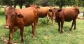 Bonsmara Cattle For Sale