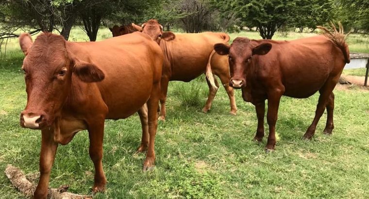 Bonsmara Cattle For Sale