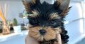 Yorkie Puppies for Sale