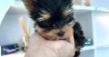 Yorkie Puppies for Sale