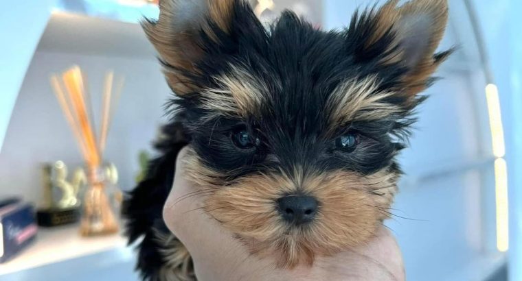 Yorkie Puppies for Sale