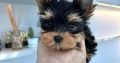 Yorkie Puppies for Sale